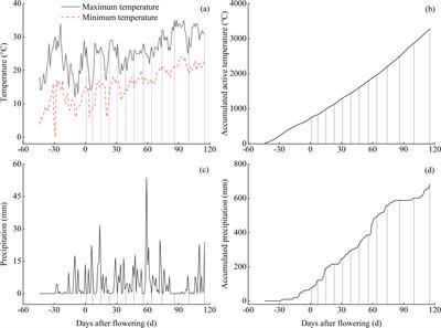 Seasonal changes of mineral nutrient absorption and allocation in the branch and leaf of Zanthoxylum bungeanum ‘Hanyuan’ during the fruit development